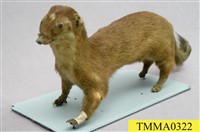 藏品(鼬獾)的圖片